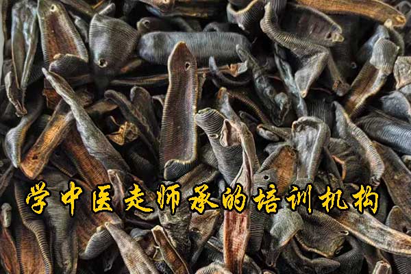 杭州成人想学中医去什么学校