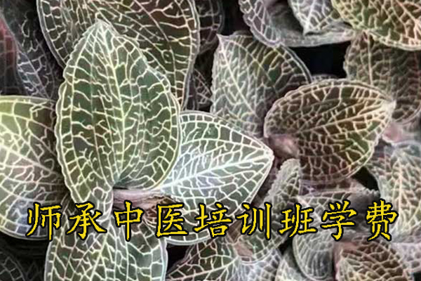 甘肃师承中医培训机构学费多少