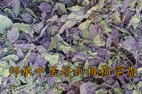 徐州师承中医培训学校学费