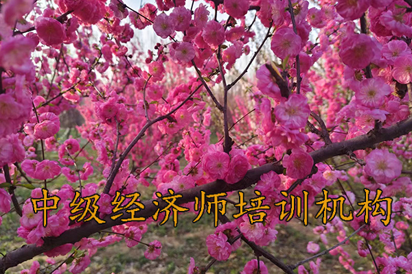 珠海中级经济师培训班价格