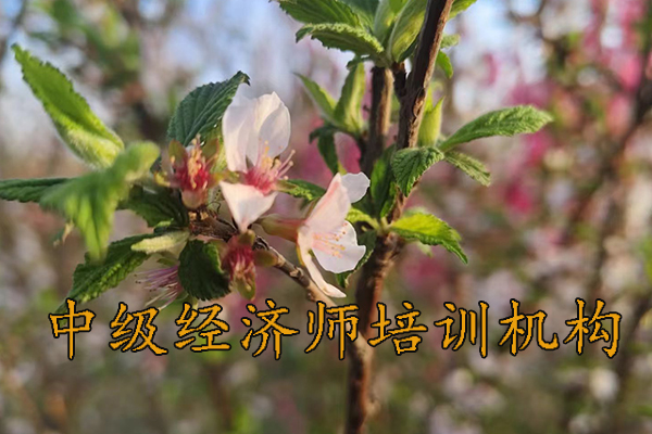 中山中级经济师考试培训机构哪家正规