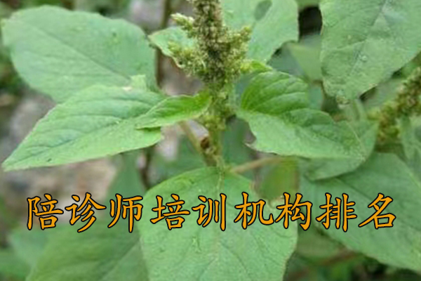 上海陪诊师培训考试报名培训一站式服务