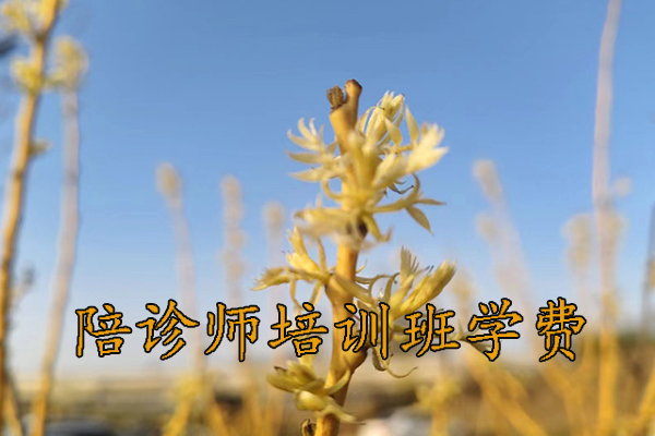 海口陪诊师培训机构哪家好