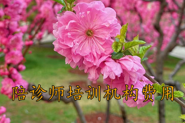 临沂陪诊师培训课程有哪些