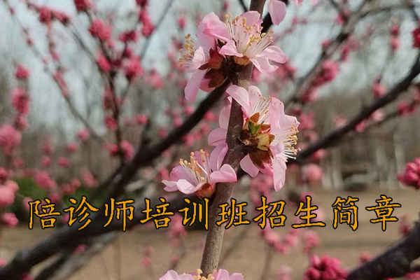 九江陪诊师培训机构费用多少