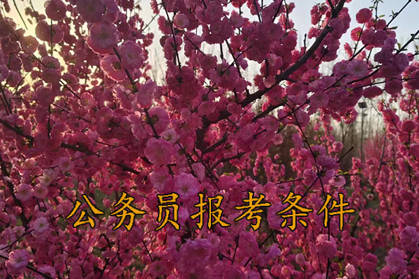 深圳考公务员的要求和条件