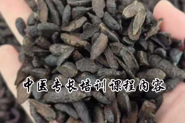 聚焦中医专长：独特培训课程，开启传统医术新征程