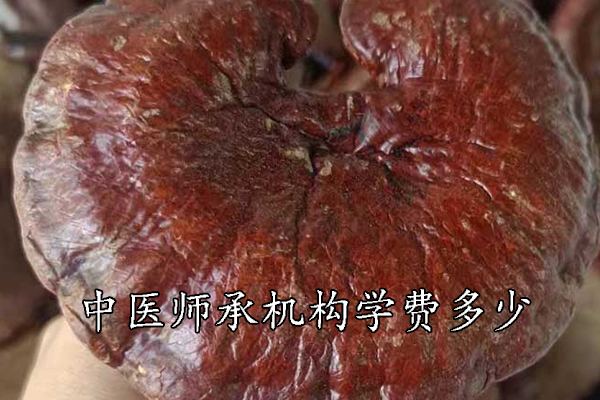 宣城中医师承学费一年多少钱