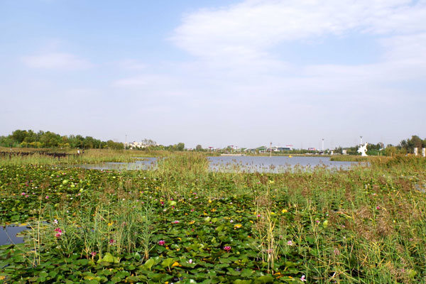 衡水湖多大面积？在哪里？